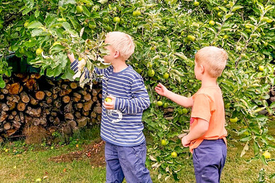 Kinder beim Obstpflücken